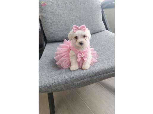 Minyatür minnaklarım tuvalet eğitimli 