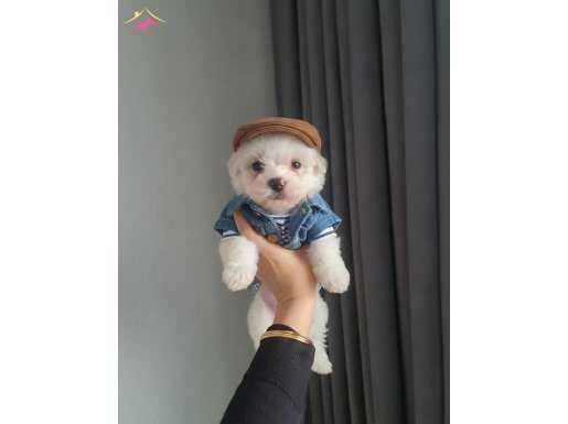 Papyonlu Centilmen Malti: Tuvalet Eğitimli Bembeyaz Yumaklar