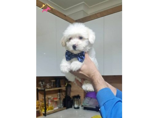 Minyatür minnaklarım teslime hazır 