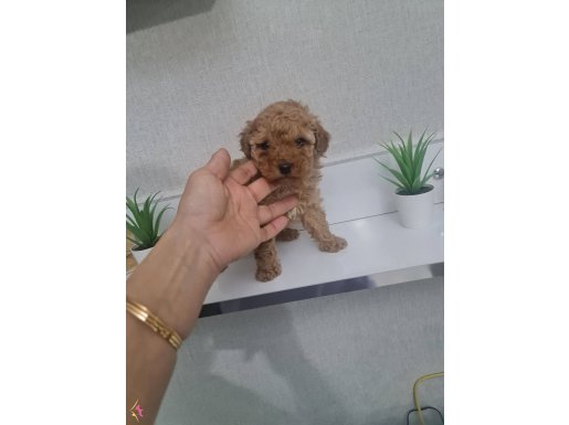 Miniğim teslime hazır.tuvalet eğitimli