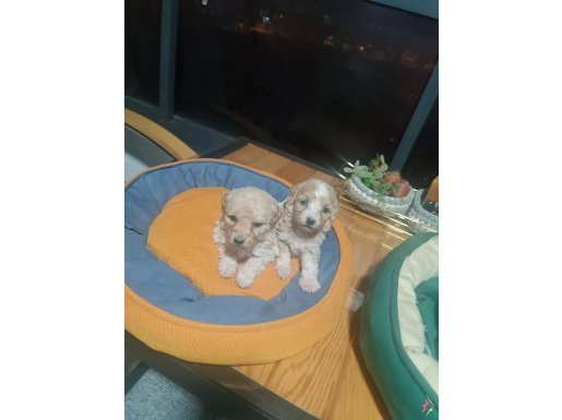 Tuvalet Eğitimi Hazır, Anne Sütüyle Büyümüş Minyatür Poodle Yavruları