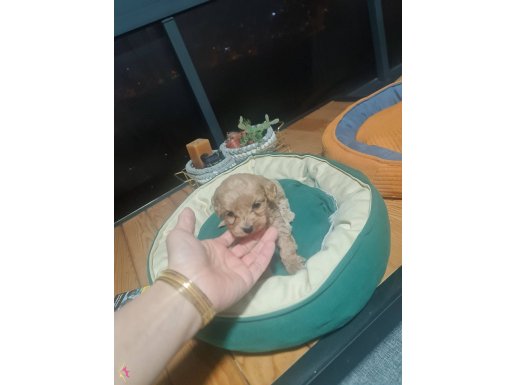 Avucunuza Sığan Sevgi: Tuvalet Eğitimli Toy Poodle Yavrusu