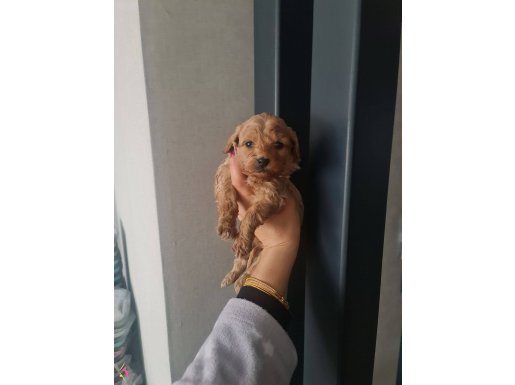 Teacup minyatür minnaklarım 