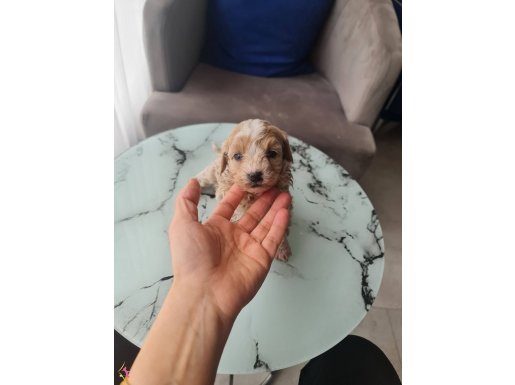 Ankara Mamak Toy Poodle Yavrusu Eğitimi Başlamış Minyatür Karakter