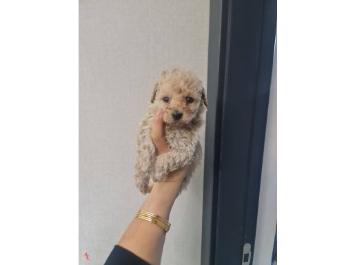 Minyatür minnaklarım teslime hazır 