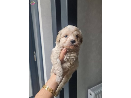 Tuvalet egitimli minyatür miniğim 