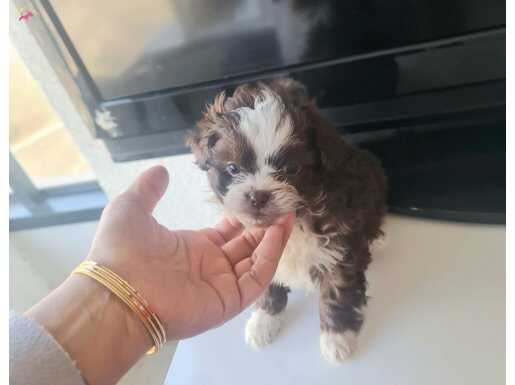 Mini boy morkie miniğim tuvalet eğitimli 