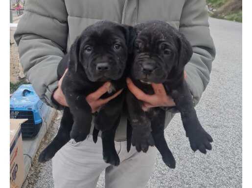 Bakışlarıyla Büyüleyen Karakterli Cane Corso Yavruları
