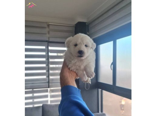 Antialerjik Tüylere Sahip Pede Eğitimli Minyatür Maltese Terrier