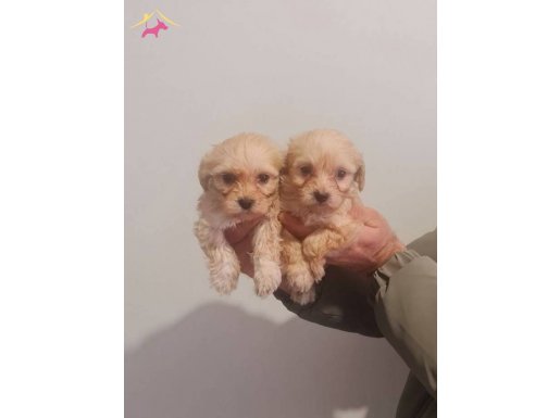 Avuç İçine Sığan Oyuncak Görünümlü Maltipoo Yavruları