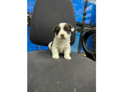 Mamak’ta Tuvalet Eğitimli Mini Morkie: Tüy Dökmeyen Neşe Kaynağı