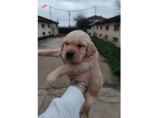 Safkan Golden Minnaklarım 