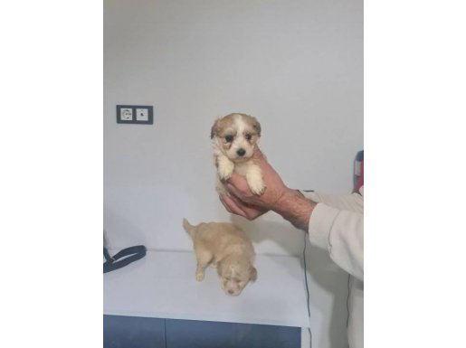 Mamak’ta Tuvalet Eğitimli Oyuncak Maltipoo Yavrusu