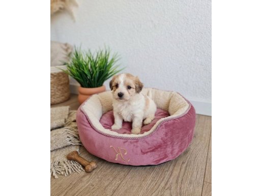 Tuvalet Eğitimli 2 Aylık Maltipoo | Sosyal ve Pede Alışık Yavrular