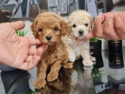 2200gr garantili çanta boy kore poodle minnaklarım 