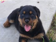 Teslime hazır, aşılı, erkek rottwailer yavru