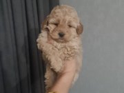 Tuvalet Eğitimli Minyatür Maltipoo: Tüy Dökmeyen Sosyal Arkadaş