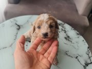 Ankara Mamak Toy Poodle Yavrusu Eğitimi Başlamış Minyatür Karakter