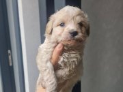 Tuvalet egitimli minyatür miniğim 