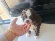 Mini boy morkie miniğim tuvalet eğitimli 