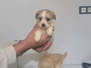 Maskeli Surat Minyatür Miniğim Tuvalet Eğitimli 