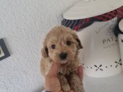 Çok büyümeyen minyatür minnaklarım 