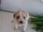 Tuvalet egitimli minyatür miniğim 