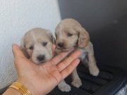 Pırıl Pırıl  Minnaklarım Tuvalet Eğitimli 