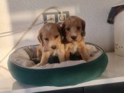 Teslime Hazır Minyatür Minnaklarım 