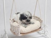 Ezber Bozan Minyatür Maltipoo