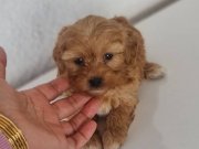 Tuvalet Egitimli Minyatür Minnaklarım 