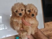 Antialerjik Kıvırcık Miniature Dostlar