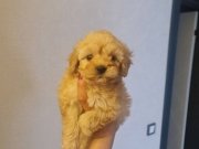 Teacup Minnaklarım Teslime Hazır