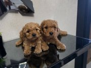 Tuvalet eğitimli Poodle minnaklarım