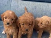 Teslime hazır minyatür minnaklarım 