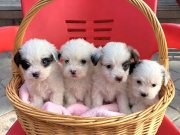 Minyatür morkie minnaklarım 