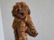 Minyatür Poodle minnaklarım teslime hazır 