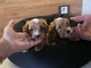 Minnak Maltipoo Bebeklerim