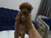 Kore poodle miniğim tuvalet eğitimli 