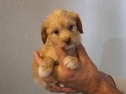 Minyatür minnaklarım tuvalet eğitimli 