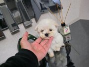 Kore maltese terrier minnaklarım 