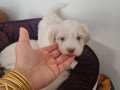 Tuvalet eğitimli minnaklarım 