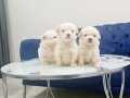 Minyatür maltese terrier minnaklarım tuvalet eğitimli