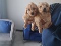 2 aylık tuvalet eğitimli Maltipoo minnaklarım