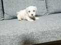 Mini boy maltese miniğim
