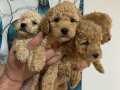 Minyatür poodle minnaklarım 