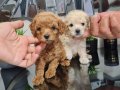 2200gr garantili çanta boy kore poodle minnaklarım 
