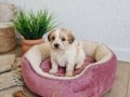 Tuvalet Eğitimli 2 Aylık Maltipoo | Sosyal ve Pede Alışık Yavrular