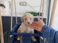 Tuvalet Eğitimli 2 Aylık Maltipoo | Sosyal ve Pede Alışık Yavrular