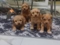 Teslime Hazır Minyatür Poodle 